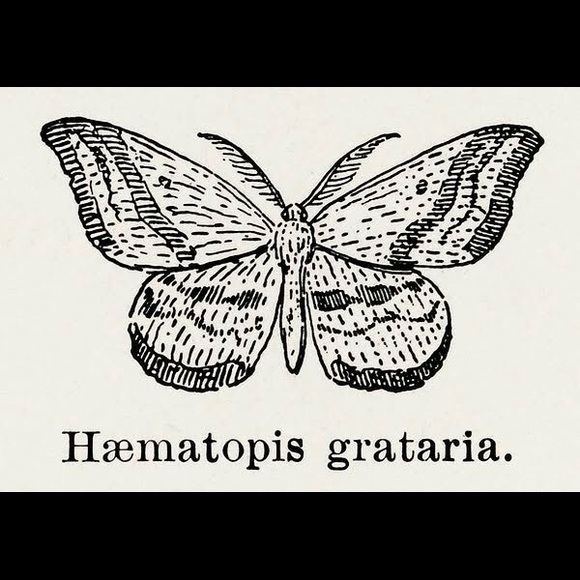 8 Framed Butterfly Prints - Picture 5 of 9